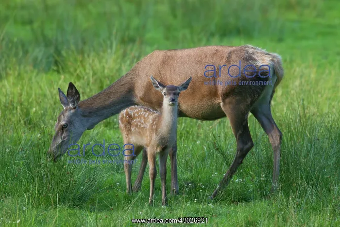 : Red Deer adult hind with calf in summer Germany : Red Deer adult hind with calf in summer Germany
