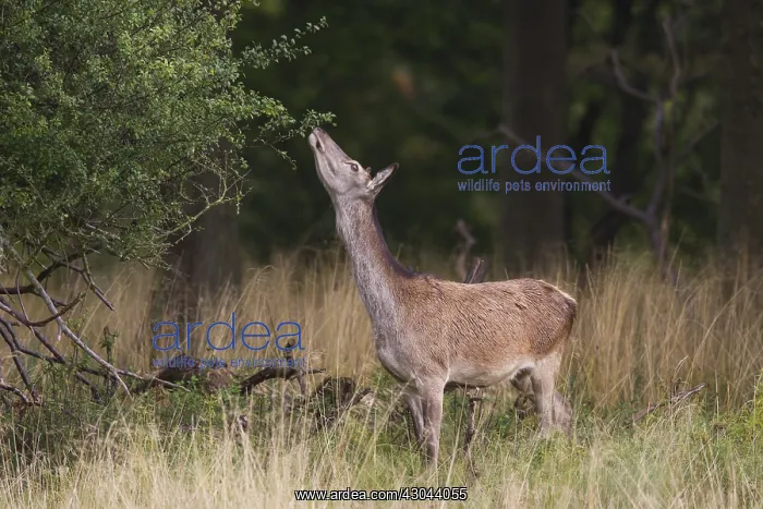  : Red Deer - adult hind - Denmark