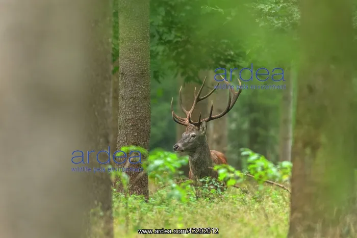 : Red deer - adult stag on a forest clearing looking about in : Red deer - adult stag on a forest clearing looking about in
