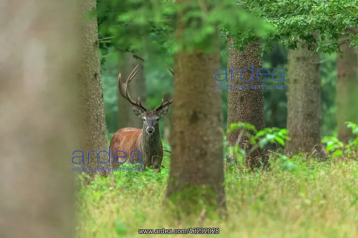 : Red deer - adult stag on a forest clearing looking about in : Red deer - adult stag on a forest clearing looking about in
