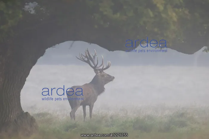 : Red Deer - adult stag in morning mist - Denmark : Red Deer - adult stag in morning mist - Denmark