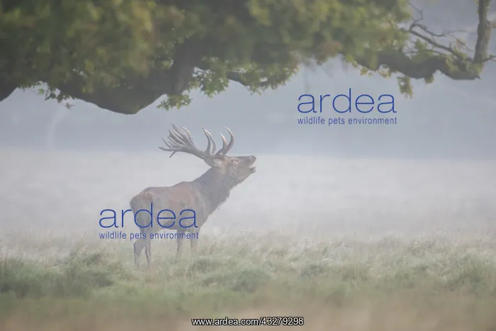 : Red Deer - adult stag in morning mist - Denmark : Red Deer - adult stag in morning mist - Denmark