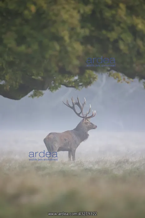 : Red Deer - adult stag in morning mist - Denmark : Red Deer - adult stag in morning mist - Denmark