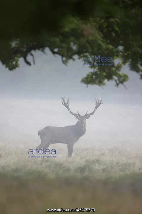 : Red Deer - adult stag in morning mist - Denmark