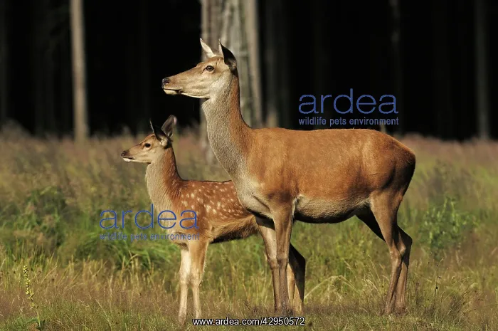 : Red Deer - Adult with young : Red Deer - Adult with young