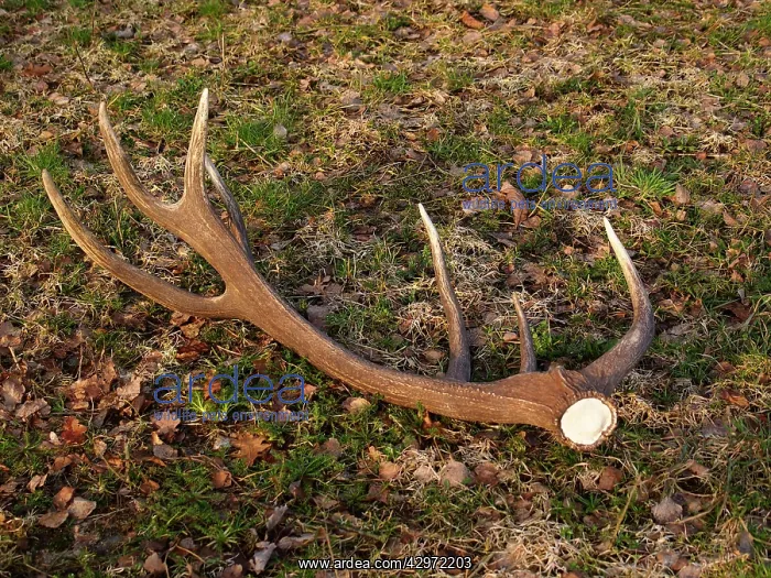 : Red Deer - antler rack : Red Deer - antler rack