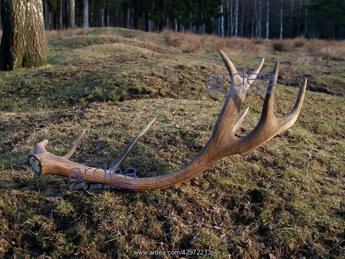 : Red Deer - antler rack : Red Deer - antler rack
