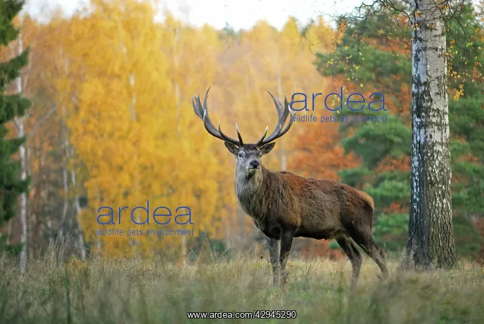 : Red Deer - Autumn : Red Deer - Autumn