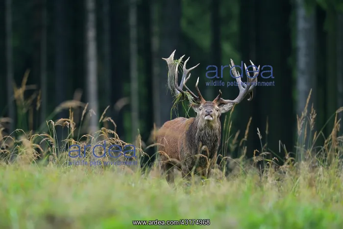 : Red deer in Autumn, Cervus elaphus, Germany, Europe : Red deer in Autumn, Cervus elaphus, Germany, Europe