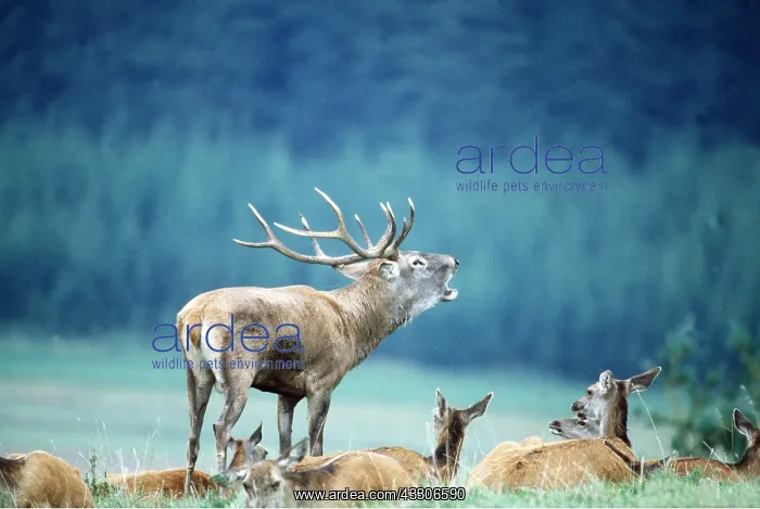 : RED DEER -bellowing / roaring with group of hinds : RED DEER -bellowing / roaring with group of hinds