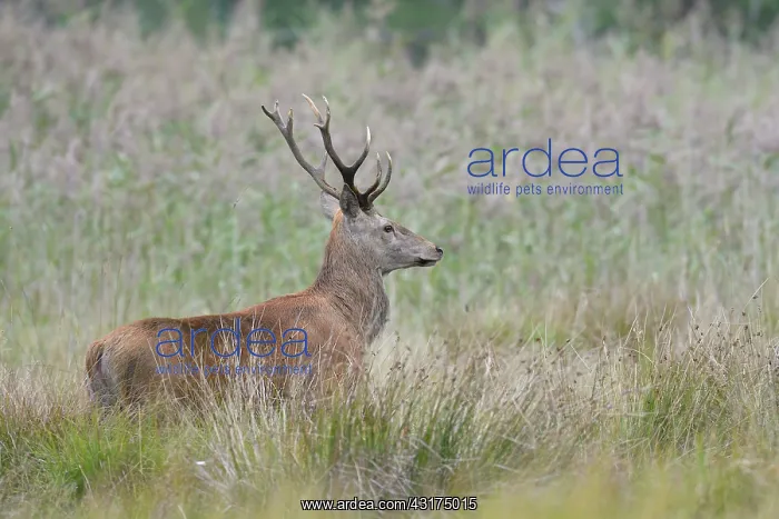 : Red deer, Biosphere reserve Oberlausitzer Heide- : Red deer, Biosphere reserve Oberlausitzer Heide-