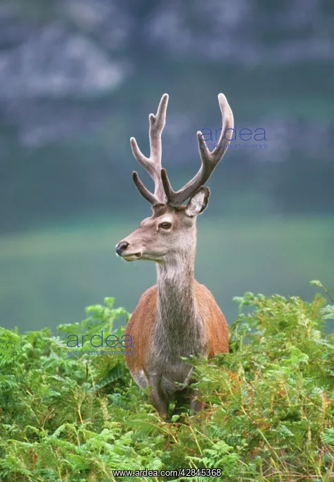 : RED DEER - IN BRACKEN : RED DEER - IN BRACKEN