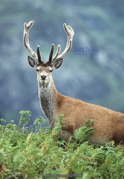 : RED DEER in bracken, Monarch of the Glen : RED DEER in bracken, Monarch of the Glen