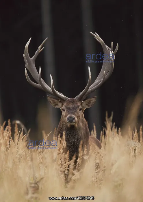 : Red Deer - buck : Red Deer - buck