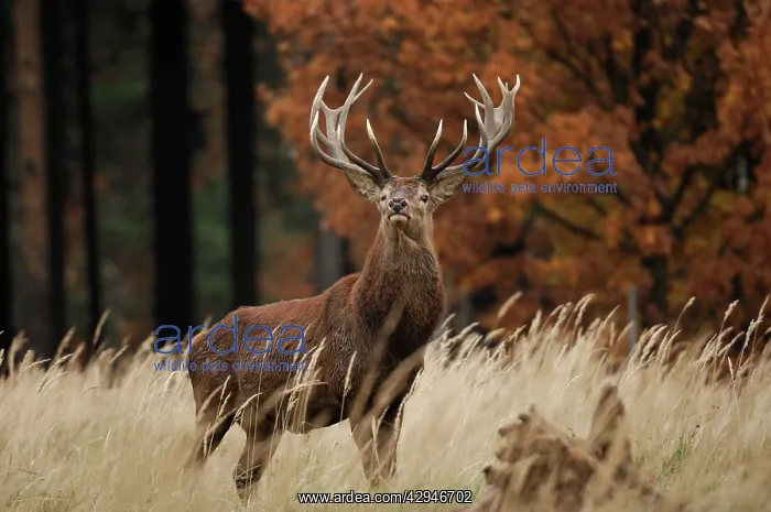 : Red Deer - buck at autumn : Red Deer - buck at autumn