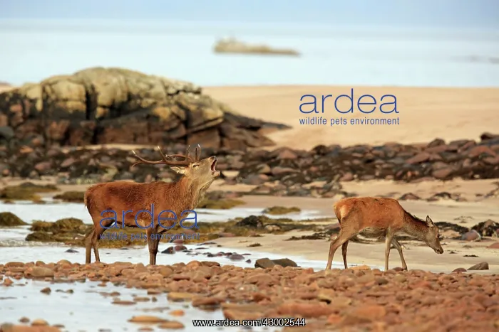 : Red Deer - buck belling on beach in rut season Isle : Red Deer - buck belling on beach in rut season Isle