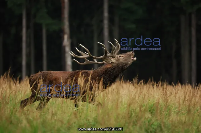 : Red Deer - buck belling in mating season : Red Deer - buck belling in mating season