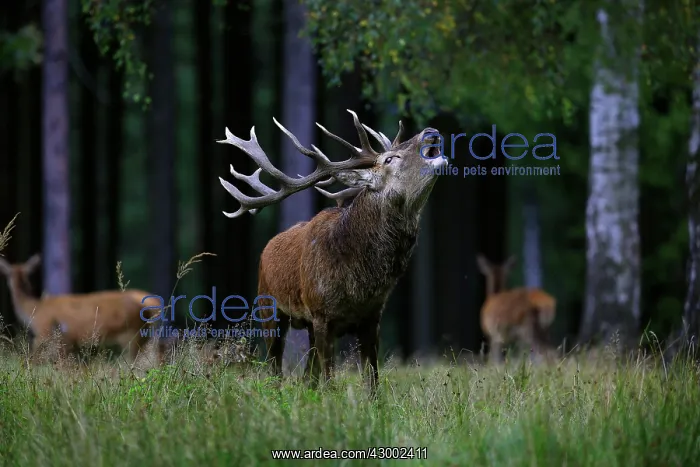: Red Deer - buck belling in rut season Germany (Cervus : Red Deer - buck belling in rut season Germany (Cervus