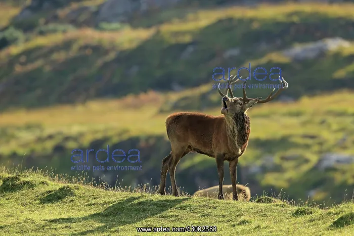 : Red Deer - buck belling in rut season Isle of Rhum : Red Deer - buck belling in rut season Isle of Rhum