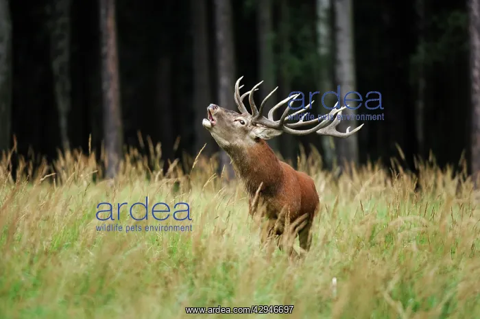  : Red Deer - buck bellowing in mating season