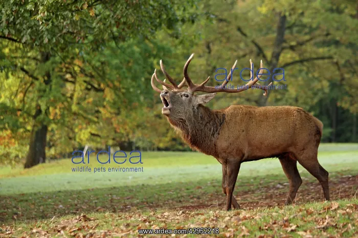 : Red Deer - buck bellowing in rut season : Red Deer - buck bellowing in rut season