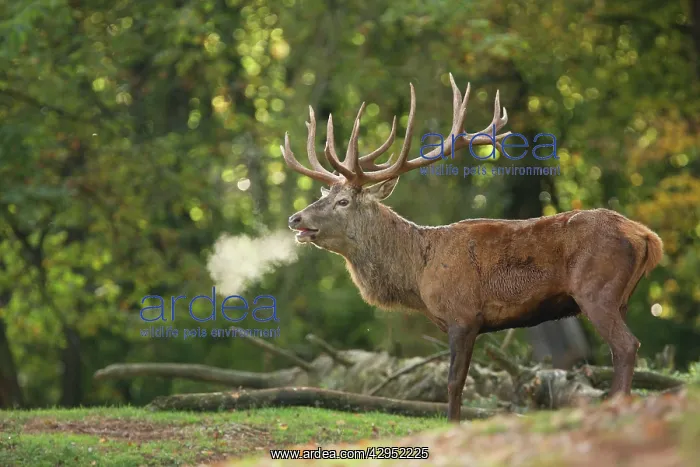 : Red Deer - buck bellowing in rut season : Red Deer - buck bellowing in rut season