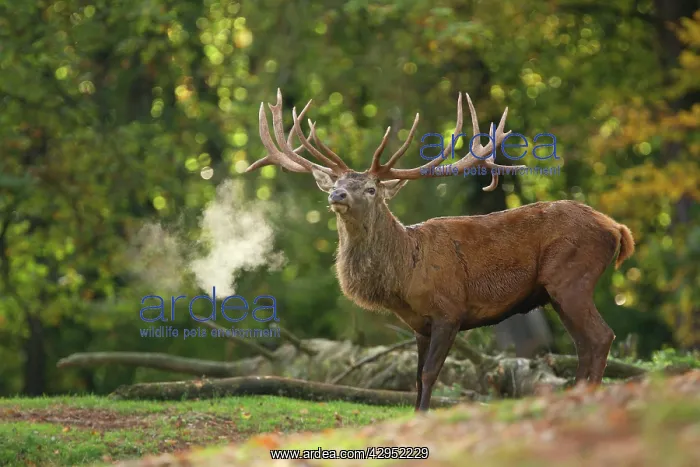 : Red Deer - buck bellowing in rut season : Red Deer - buck bellowing in rut season