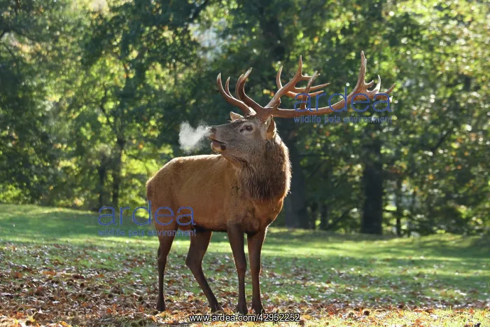 : Red Deer - buck bellowing in rut season : Red Deer - buck bellowing in rut season