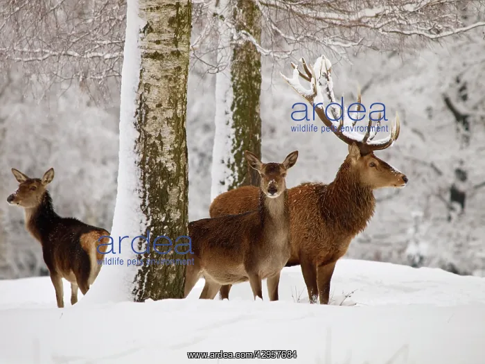 : Red Deer - buck with cows in snow : Red Deer - buck with cows in snow