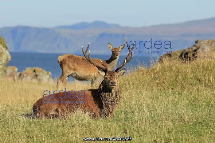 : Red Deer - buck and doe Isle of Rhum, Scotland : Red Deer - buck and doe Isle of Rhum, Scotland