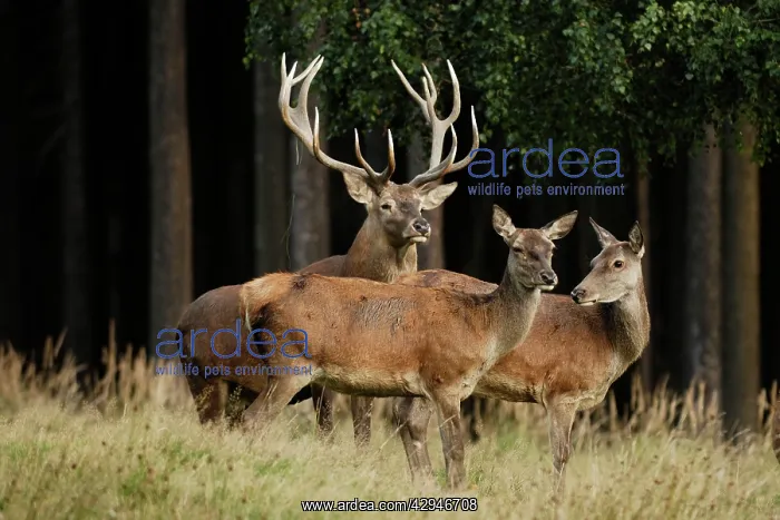 : Red Deer - buck and hinds : Red Deer - buck and hinds