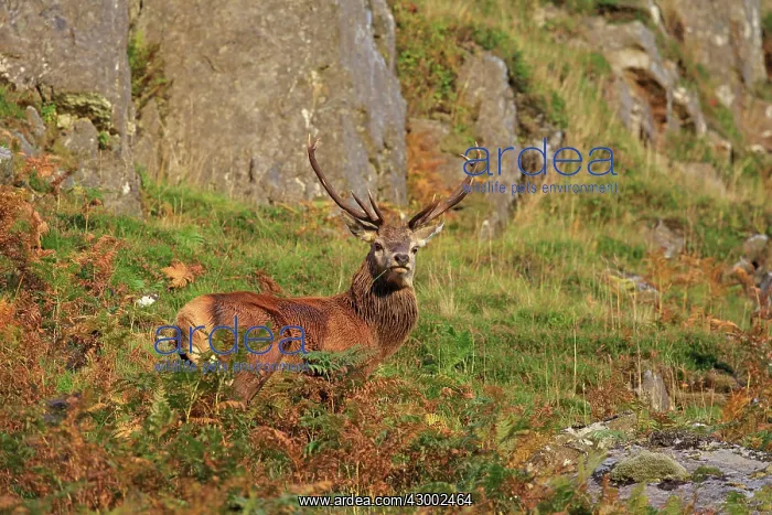 : Red Deer - buck Loch Assynt, Scottish Highlands : Red Deer - buck Loch Assynt, Scottish Highlands
