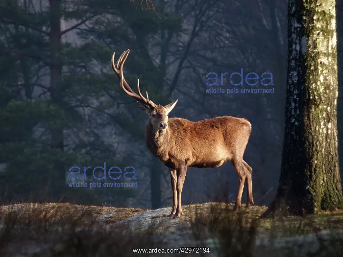 : Red Deer - buck losing antlers : Red Deer - buck losing antlers
