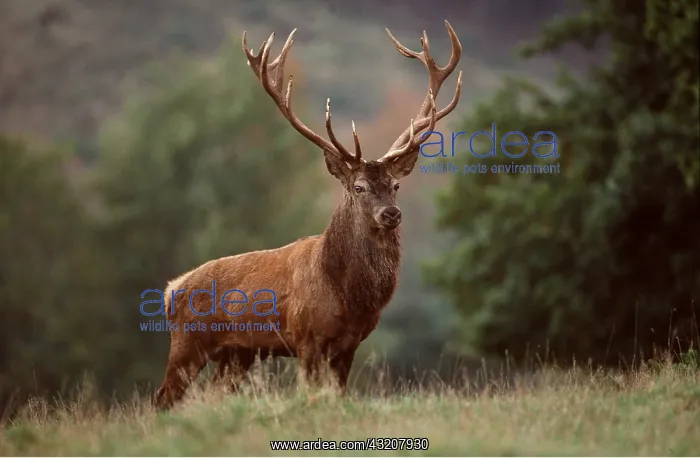 : RED DEER - buck / male : RED DEER - buck / male