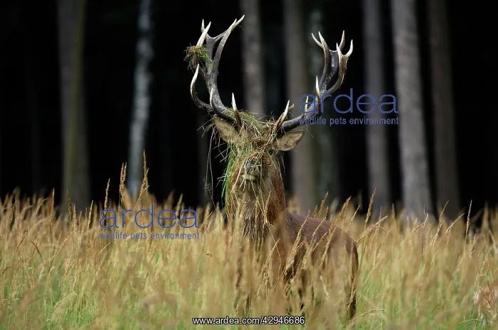 : Red Deer - buck in mating season : Red Deer - buck in mating season