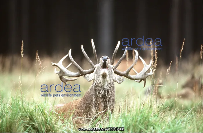 : RED DEER - buck roaring / bellowing during rut season : RED DEER - buck roaring / bellowing during rut season
