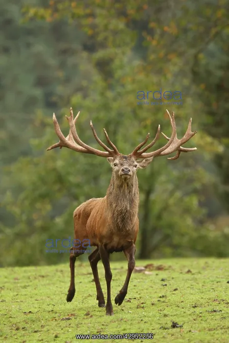 : Red Deer - buck in rut season : Red Deer - buck in rut season