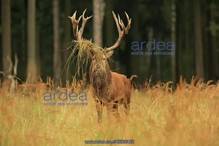 : Red Deer - buck in rut season Germany (Cervus elaphus) : Red Deer - buck in rut season Germany (Cervus elaphus)