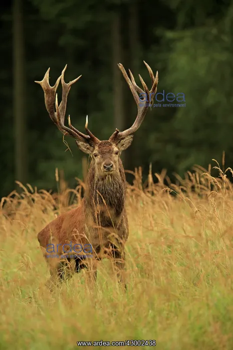 : Red Deer - buck in rut season Germany (Cervus elaphus) : Red Deer - buck in rut season Germany (Cervus elaphus)