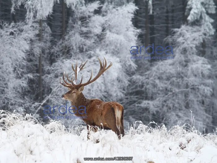 : Red Deer - buck in snow covered landscape : Red Deer - buck in snow covered landscape