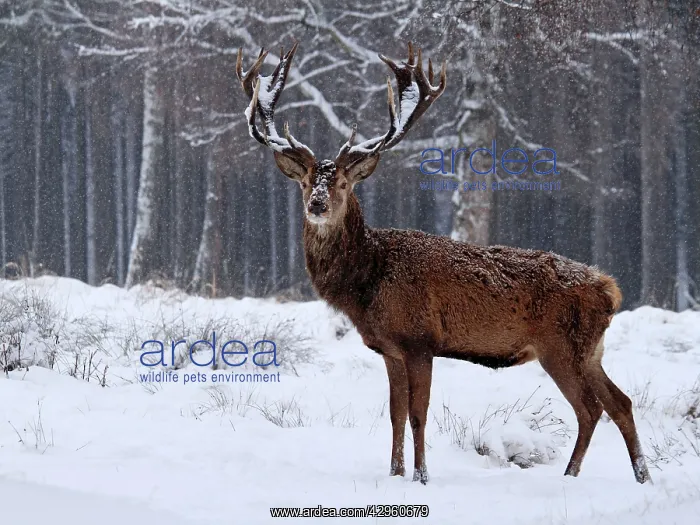 : Red Deer - buck in snowfall : Red Deer - buck in snowfall