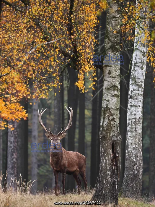 : Red Deer-buck standing in a autumn forest and lookingGermany : Red Deer-buck standing in a autumn forest and lookingGermany