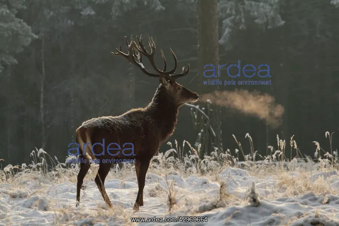 : Red Deer - buck in winter snow : Red Deer - buck in winter snow