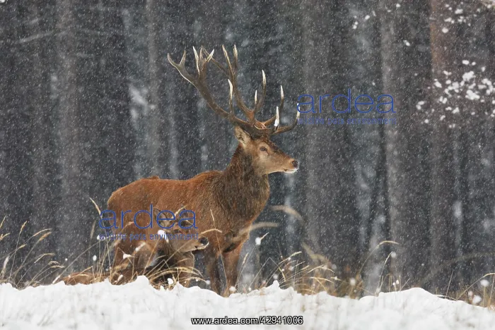 : Red Deer - bucks in blizzard : Red Deer - bucks in blizzard