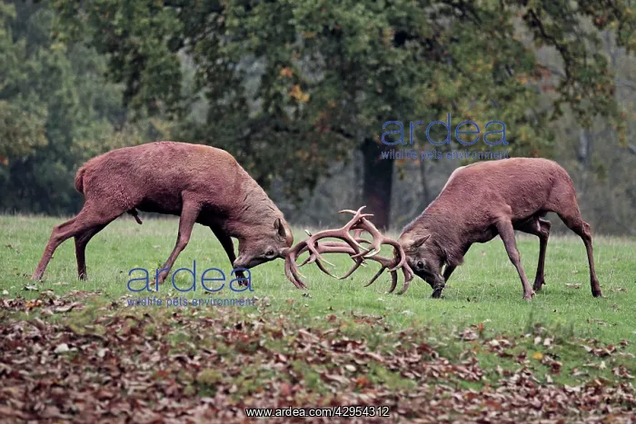 : Red Deer - bucks fighting : Red Deer - bucks fighting