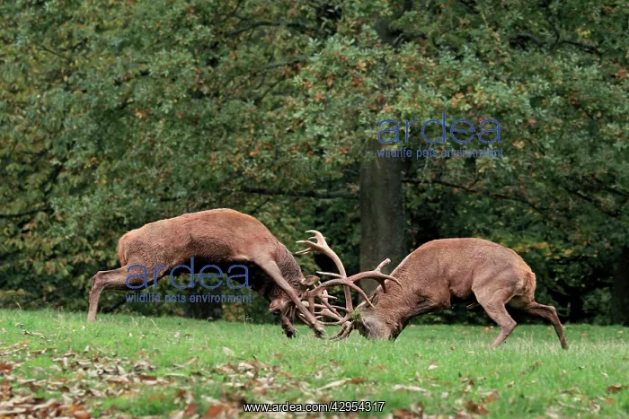 : Red Deer - bucks fighting : Red Deer - bucks fighting