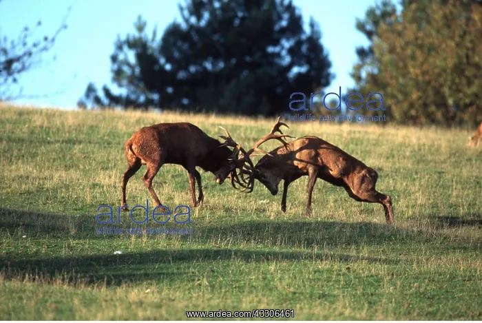 : RED DEER - two bucks / males fighting : RED DEER - two bucks / males fighting