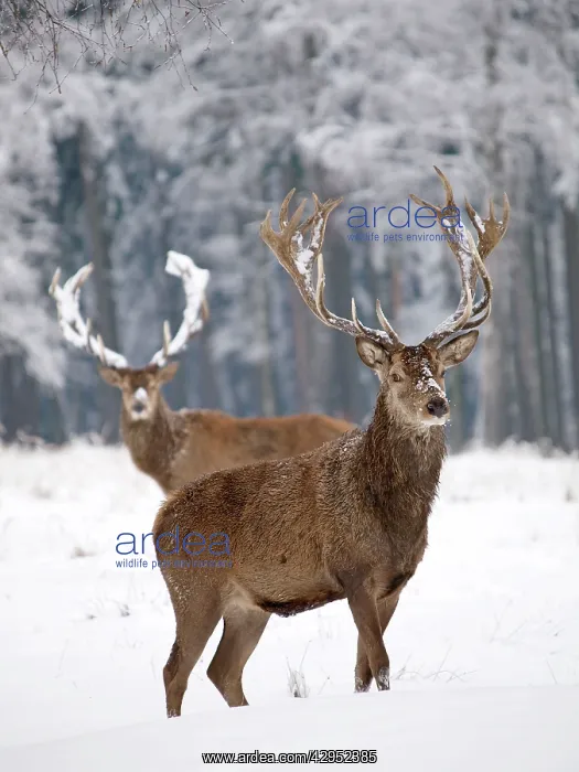 : Red Deer - bucks in snow : Red Deer - bucks in snow