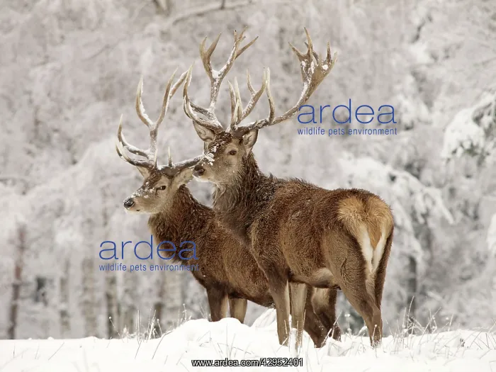 : Red Deer - bucks in snow : Red Deer - bucks in snow