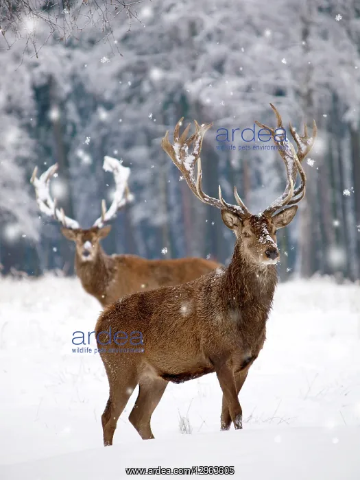  : Red Deer - bucks in snow